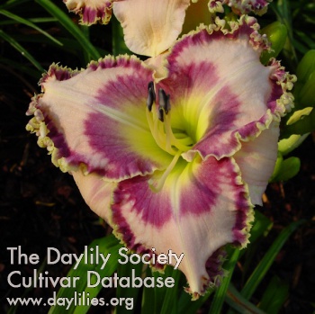 Daylily The Flower Formerly Known As Griff